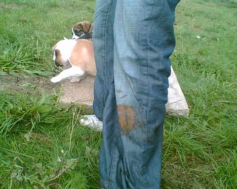 Blanding af racer Cali - Hvem sagde lort ? ;-) billede 14