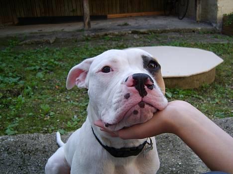 Amerikansk bulldog Lucky billede 14