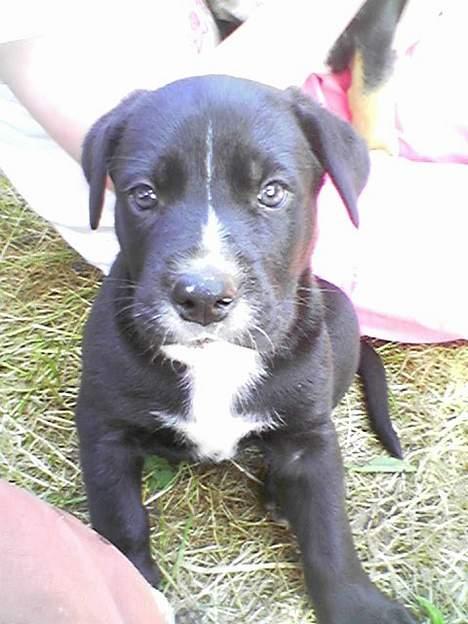 Blanding af racer Carlos - Lille Carlos, kun 5 uger. billede 2