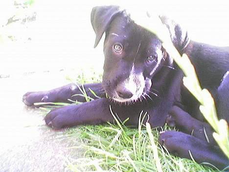 Blanding af racer Carlos - Nu tager du mig med dig, ik´????? billede 3