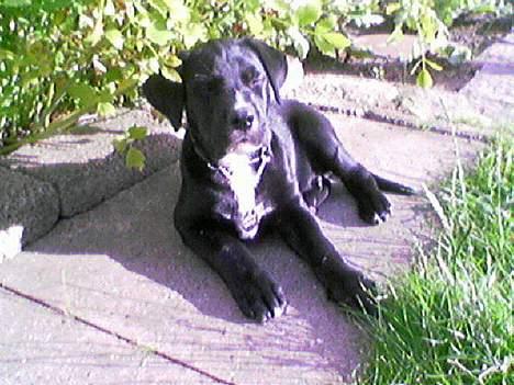 Blanding af racer Carlos - Ren afslapning i solen. billede 4