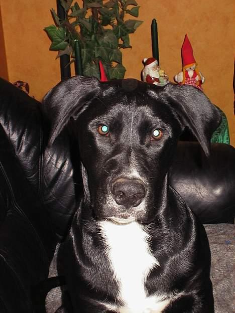 Blanding af racer Carlos - Nu er jeg en stor dreng. 1 år gammel. billede 5