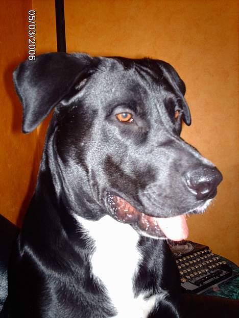 Blanding af racer Carlos - Jeg er bare så smuk, siger mor. billede 6