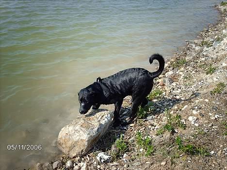 Blanding af racer Carlos - Holder mig lige lidt i kanten........... billede 7