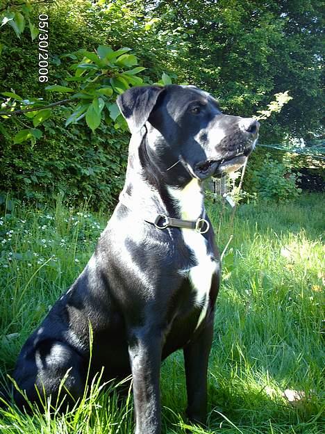 Blanding af racer Carlos - Kommer der nogen? billede 8