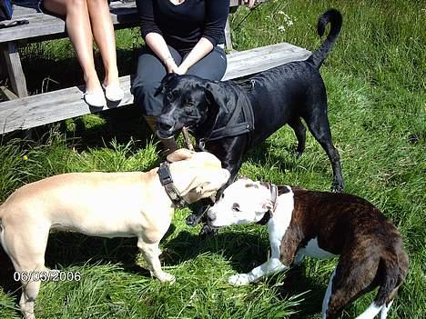 Blanding af racer Carlos - Carlos med nogle af hans mange venner. billede 9