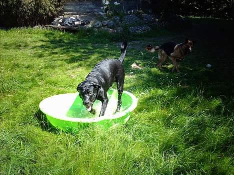 Blanding af racer Carlos - Uhhh, det her kan overskues. Hvor lækkert! billede 10
