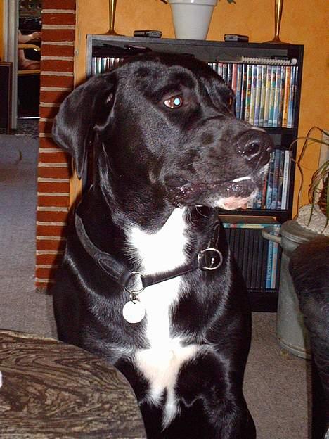 Blanding af racer Carlos - Hvad? Ikke mere????? billede 13