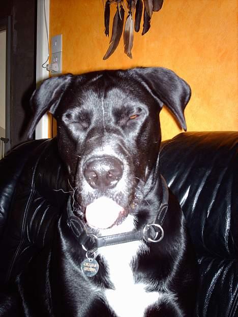 Blanding af racer Carlos - Mor kan slet ikke få nok billeder af mig, ti hi. billede 14