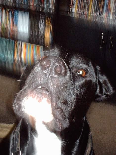 Blanding af racer Carlos - Carlos synger for mor  :0)) billede 15