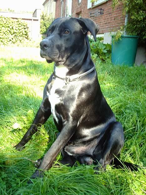 Blanding af racer Carlos - Hov, hvor forsvandt Effie hen? billede 17