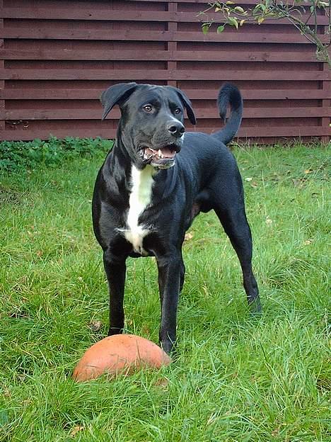 Blanding af racer Carlos - Hallooooooo, kommer du og leger? billede 18