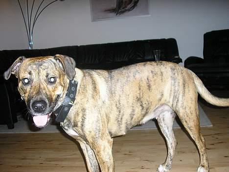 Blanding af racer Xena - Fra d.16 nov 2006 billede 9