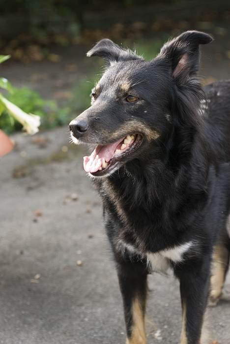 Blanding af racer Maxi billede 9