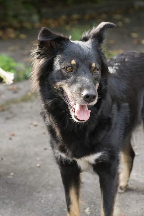 Blanding af racer Maxi billede 10