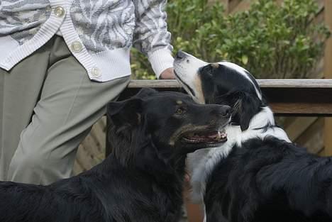 Blanding af racer Maxi - Så skal vi ha hundekiks fra mormor billede 11