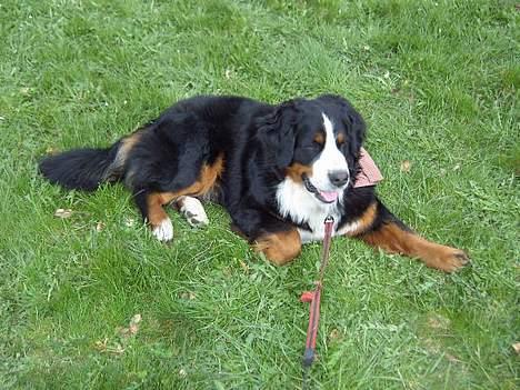 Berner sennenhund Boomer *R.I.P* - jeg kan godt lægge pænt..hehe billede 13