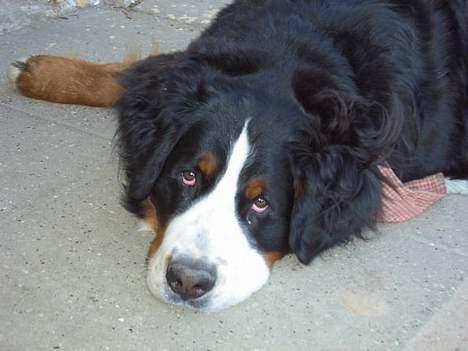Berner sennenhund Boomer *R.I.P* - Halloooo jeg prøver at sove.. billede 1