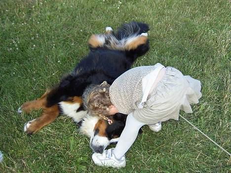 Berner sennenhund Boomer *R.I.P* - Så får han lige en mega knuser af Mathilde..(2005) billede 14