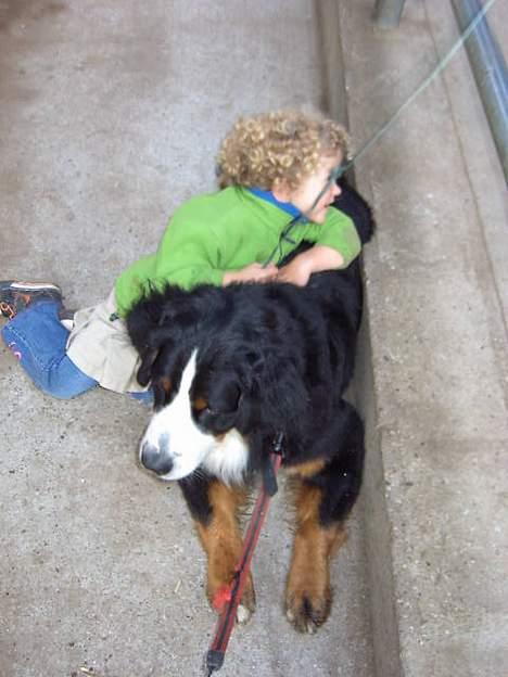 Berner sennenhund Boomer *R.I.P* - En hygge stund.. billede 15