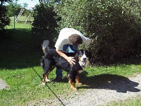Berner sennenhund Boomer *R.I.P* - Boomer til mentalitets prøve.. Far er mest nervøs.. hehe billede 17