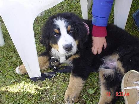 Berner sennenhund Boomer *R.I.P* - Mit første dyrskue (2004) billede 18