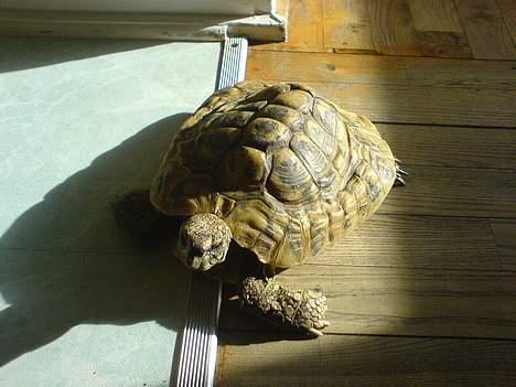 Blanding af racer FEDINE - Dette er så Kamp Skildpadden billede 12