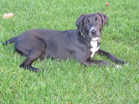 Blanding af racer Sensi billede 2