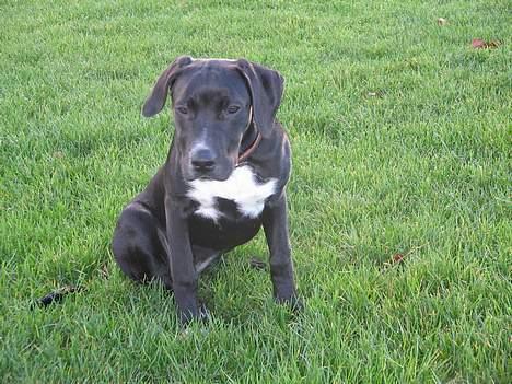 Blanding af racer Sensi - Så lige noget komme flyvende! billede 4