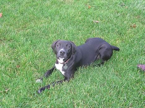 Blanding af racer Sensi billede 5