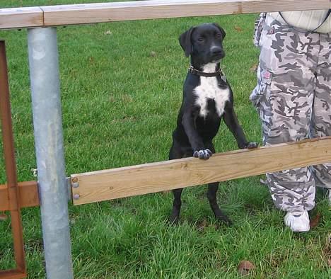 Blanding af racer Sensi - Holder udkig! billede 6