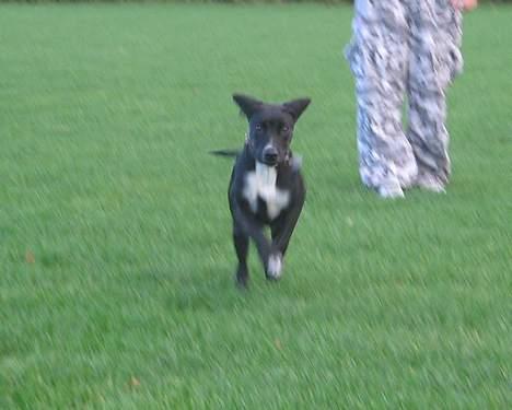 Blanding af racer Sensi - Syntes ikke man kan lade være med at  trække på smilebåndet når man ser det her billede *S* billede 7