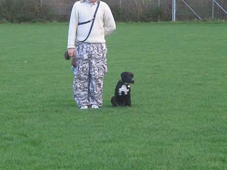 Blanding af racer Sensi - Sidder pænt og venter! billede 8