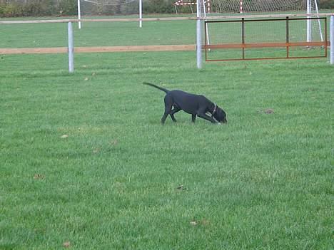 Blanding af racer Sensi - Jeg skal nok finde min knude ja jeg skal!  billede 9