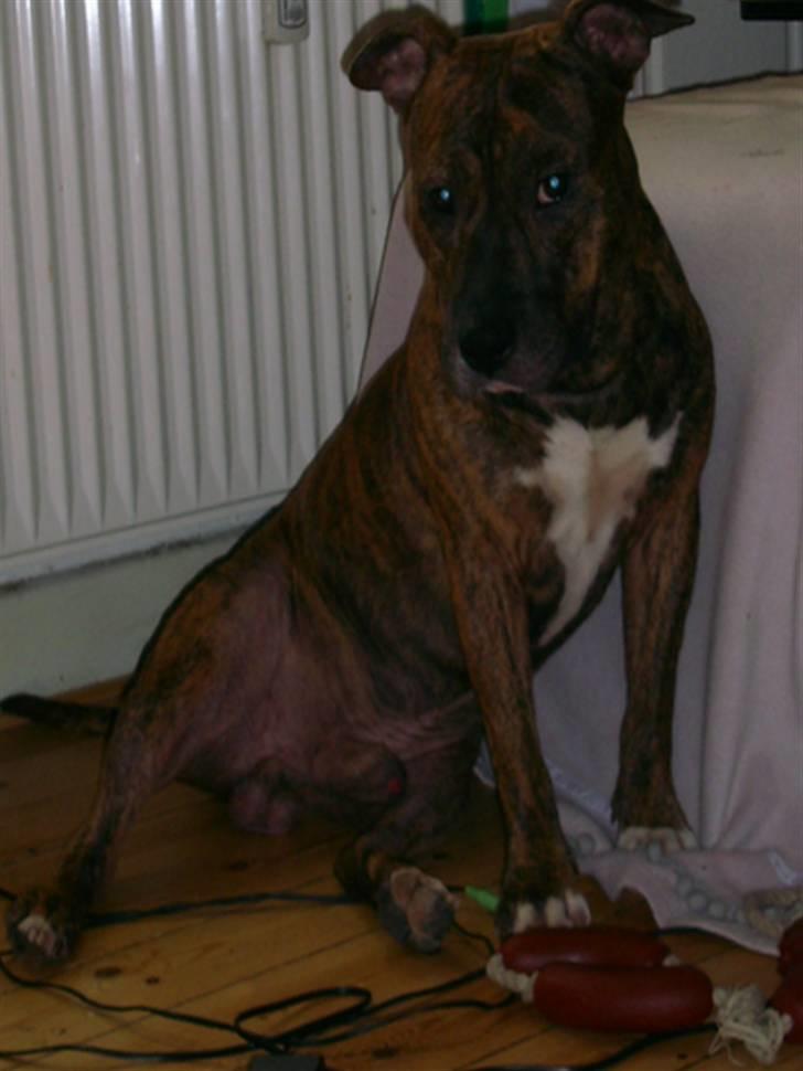 Amerikansk staffordshire terrier Cody HimmelHund billede 10