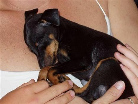 Prazsky krysarik Ernst - Puttetid.... billede 1