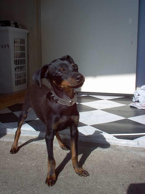 Prazsky krysarik Ernst - Puttetid... (0: billede 2