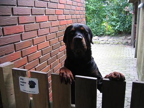 Rottweiler Samson billede 14