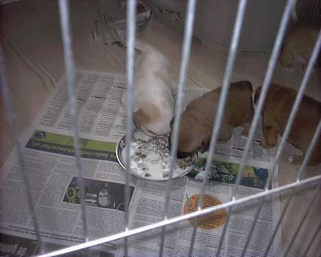 Blanding af racer Ollie billede 3