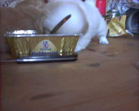 Blanding af racer Ollie - Så er den lille basse sulten.. billede 4