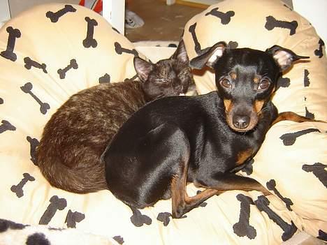 Prazsky krysarik Ernst - Ernst og Nala billede 3