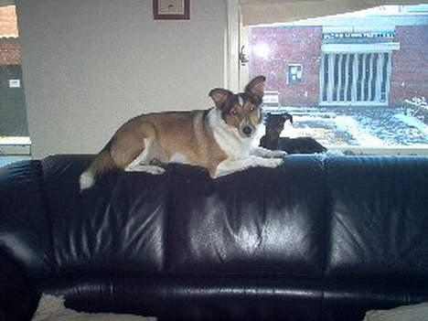 Prazsky krysarik Ernst - Ib og Ernst billede 4