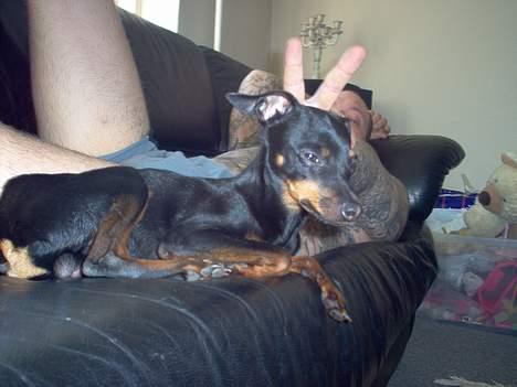 Prazsky krysarik Ernst - Ernst og hans dumme far..... (0; billede 5