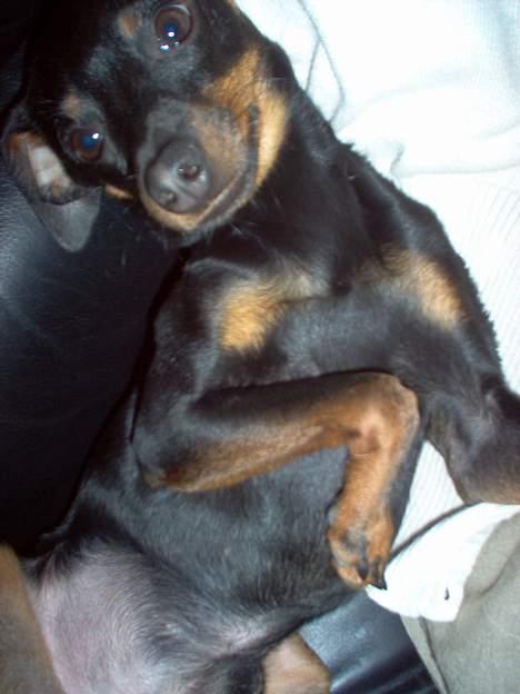 Prazsky krysarik Ernst - Er man ikke lækker? billede 6