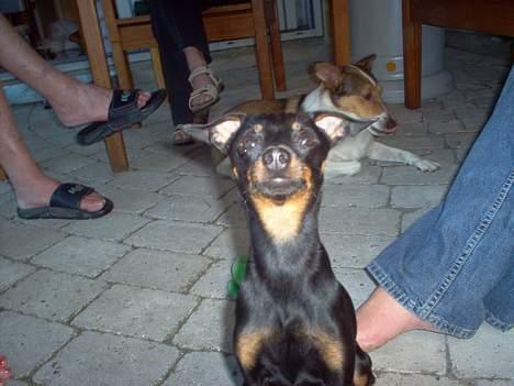 Prazsky krysarik Ernst billede 7