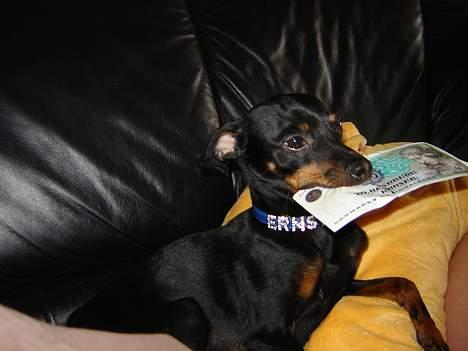 Prazsky krysarik Ernst billede 8