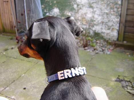 Prazsky krysarik Ernst billede 9