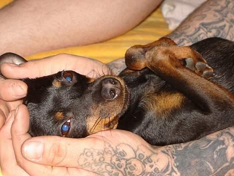 Prazsky krysarik Ernst billede 10