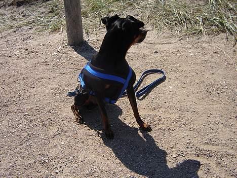 Prazsky krysarik Ernst billede 11