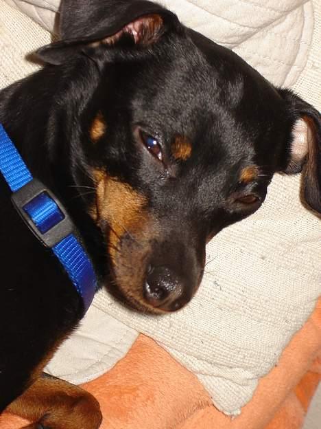 Prazsky krysarik Ernst billede 12